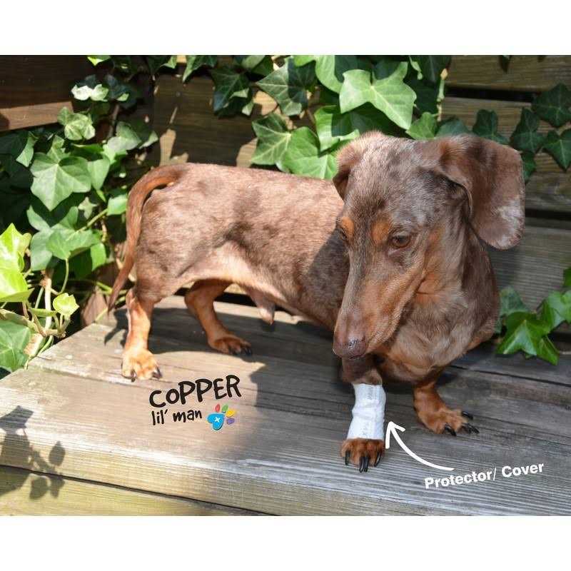 Protective Covers for Pets F68574