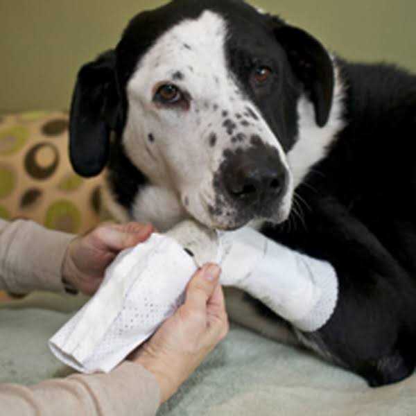 Protective Covers for Pets F68574